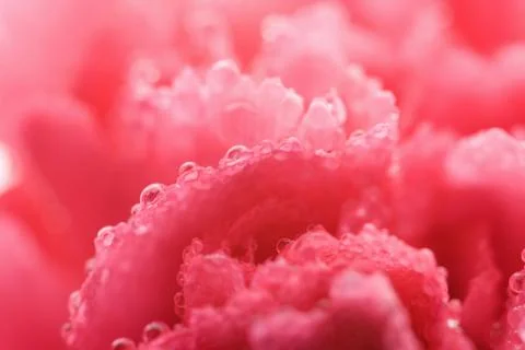 Wet carnation background Stock Photos