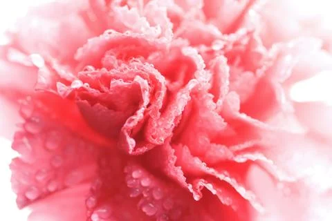 Wet carnation background Stock Photos
