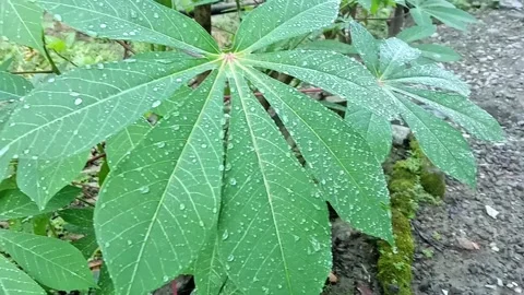 Wet cassava leaves Stock Footage 307466533