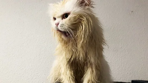 Wet Cat After Bath Stock Footage 99791107