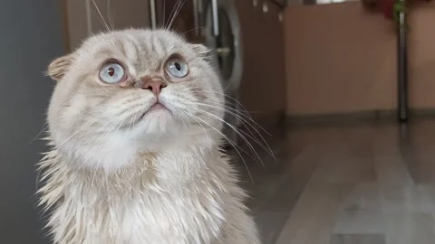 Wet cat after bathing white cat british fold washing cat after shower Stock Footage 288315770