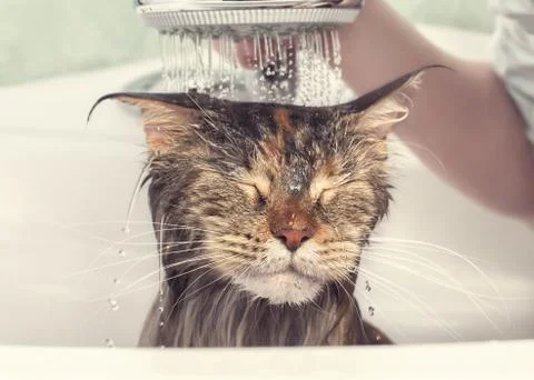 Wet cat in the bath Stock Photos