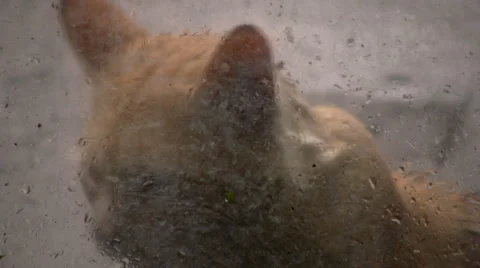 Wet cat Video stock 5164950