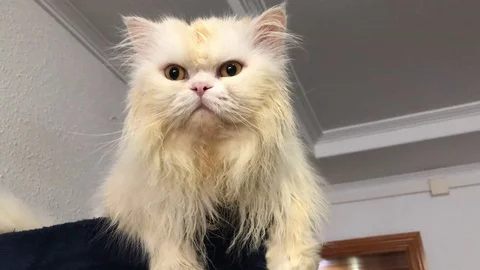 Wet cat Stock Footage 98485187