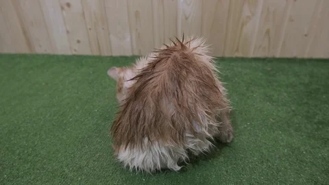 Wet cat licks itself side view and slightly behind Stock Footage 119023457