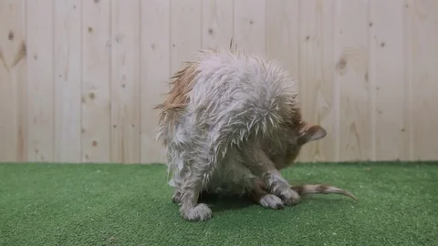 Wet cat licks itself, then straightens Stock Footage 119023942