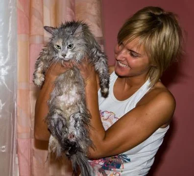 Wet cat Stock Photos