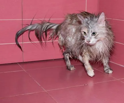 Wet cat Stock Photos