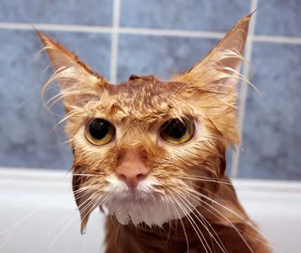 Wet cat Stock Photos