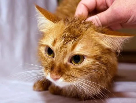 Wet cat Foto stock