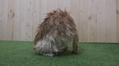 Wet cat washes a side view Stock Footage 119022859