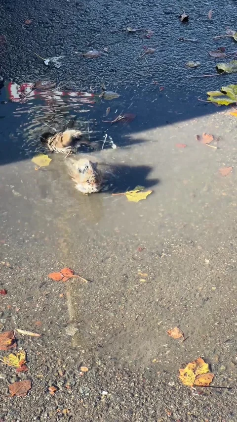 Wet chick splashing in a puddle among autumn leaves, captured on a mobile phone Stock Footage 323422757