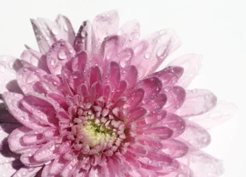 Wet chrysanthemum Stock Photos