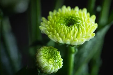 Wet chrysanthemums side by side Stock Photos