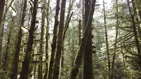 Wet coast Stock Footage 196370626