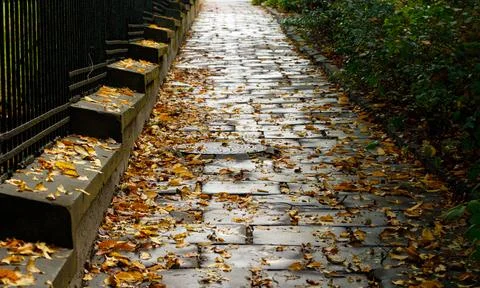 Wet cobble stone road close up perspective view after rain with autumn fallin Stock Photos