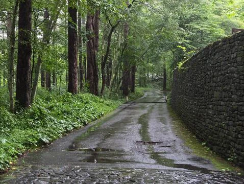 Wet cobblestone path winds through lush green forest Stock Photos