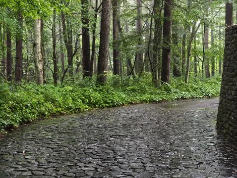 Wet cobblestone path winds through dense forest Stock Photos