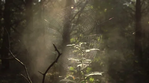 Wet cobweb and smoke in the forest in the morning Stock Footage 138619642