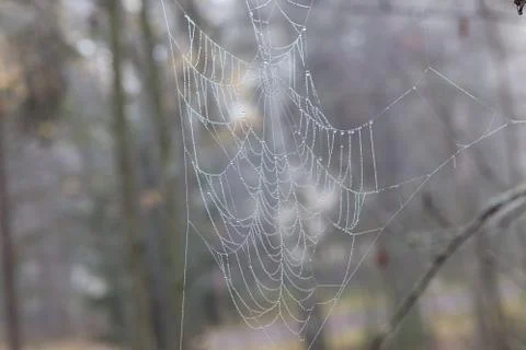 Wet cobweb in tree branch Stock Photos