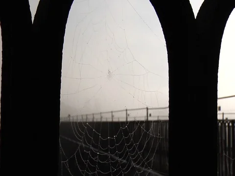 Wet cobweb in the wind Stock Footage 89213051