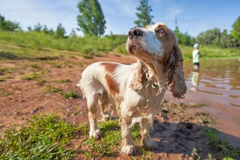 Wet Cocker Spaniel looking up, on the background of the shore close-up Stock Photos