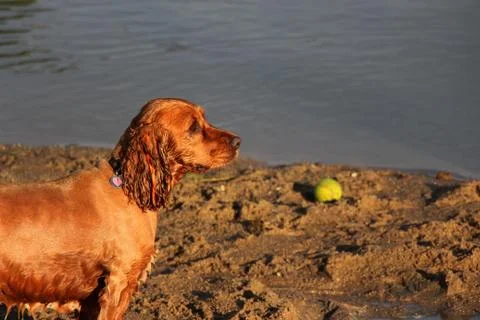 Wet cocker spaniel staring into the open Stock Photos
