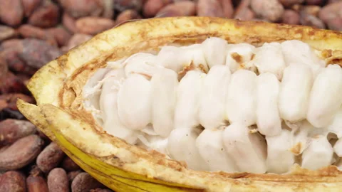 Wet cocoa beans with white pulp in yellow pod laying on dried seeds, dolly Stock Footage 251952463