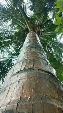 The wet coconut tree Foto stock