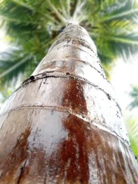 Wet coconut tree Stock Photos