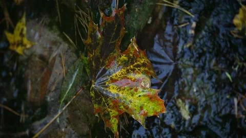 Wet color maple leaf, vertical video Video stock 161840046