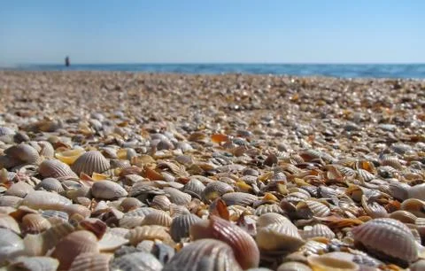 Wet colored seashells on the beach Stock Photos