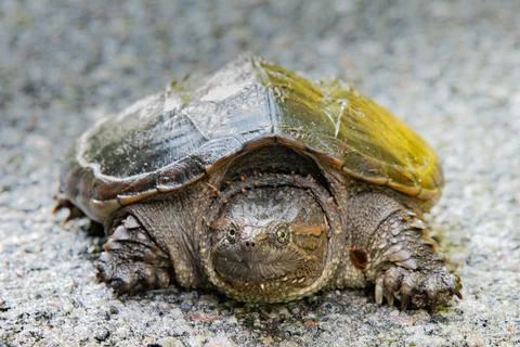 Wet common snapping turtle Stock Photos