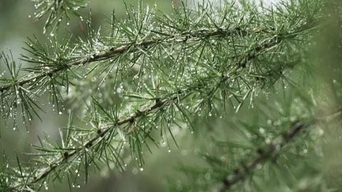 Wet conifer branch with needles and water drops, slow motion Stock Footage