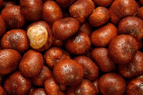 Wet Conkers Stock Photos