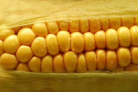 Wet corn Stock Photos