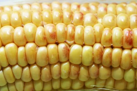 Wet corn Stock Photos