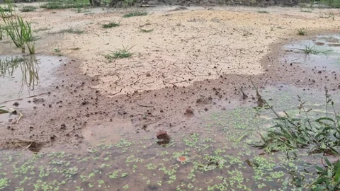 Wet Cracked Mud Soil And Stagnant Water Puddle During Rainy Monsoon Season Stock Footage 341740415