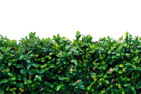 Wet creeper leafs Stock Photos