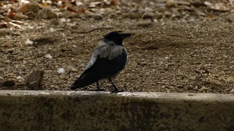 A wet crow shakes water from its feathers after bathing on the pond edge, then Stock Footage 325787679