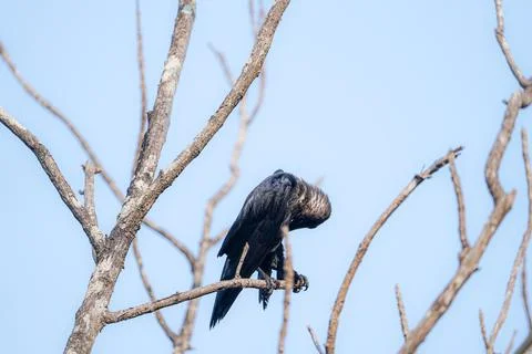 Wet-crow-on-tree-after-bath-goa-india Foto stock
