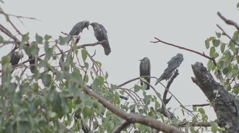 Wet crows low view 스톡 동영상 40754769