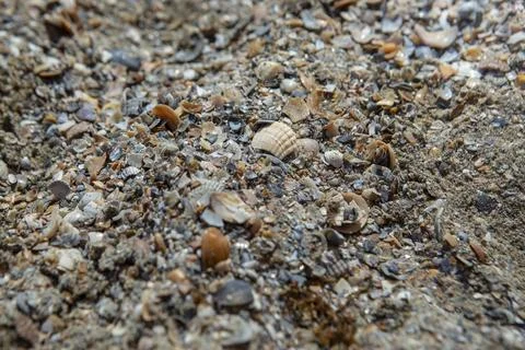 Wet crushed sea shells texture on a   beach, abstract texture Foto stock