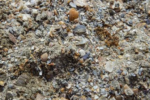 Wet crushed sea shells texture on a   beach, abstract texture Stock Photos