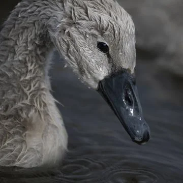 Wet cygnet Foto stock
