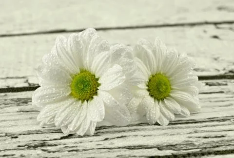 Wet daisies Stock Photos