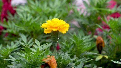 A wet daisy in the rain Stock Footage 157949495