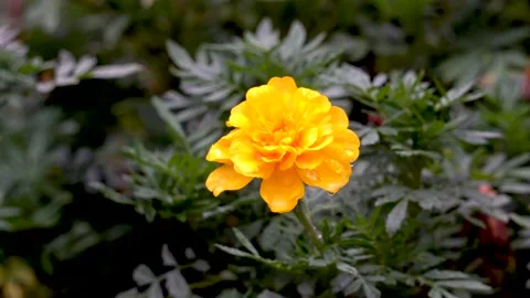 A wet daisy in the rain Vídeo Stock 157949553