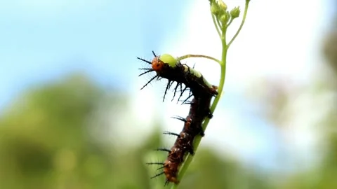 Wet dark colored Caterpillar dancing after the rain on a green leaf Stock Footage 280897954
