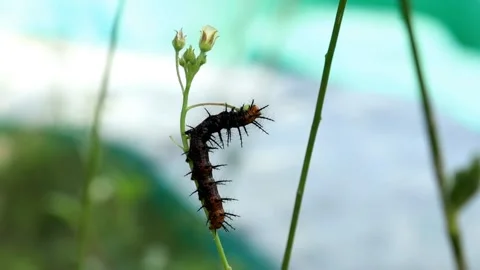 Wet dark colored Caterpillar dancing after the rain on a green leaf Stock Footage 280898009